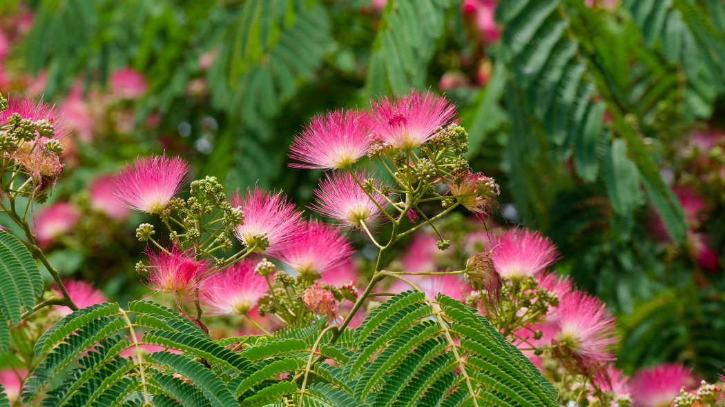 Albicja jedwabista, biało-różowa, Albizia julibrissin