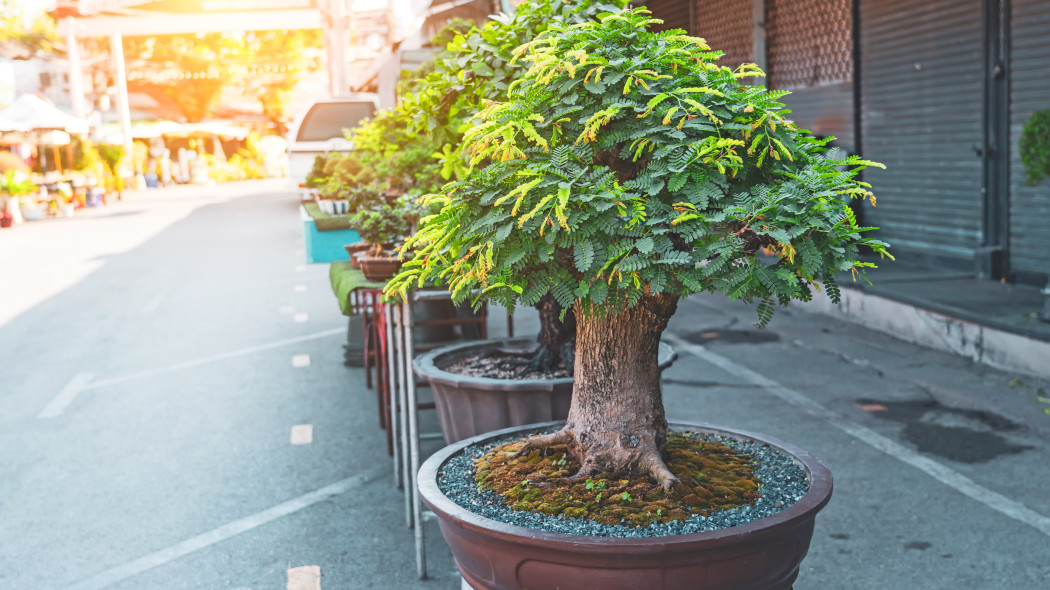 Albicja jedwabista, biało-różowa, bonsai