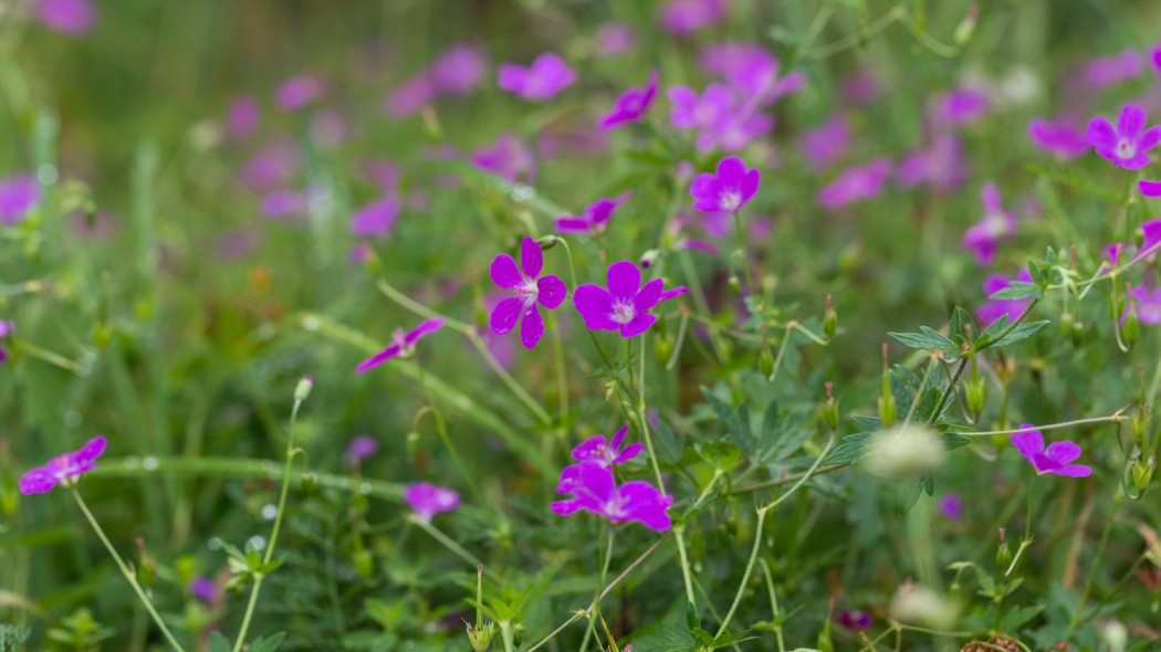 Bodziszek błotny, Geranium palustre, w naturze