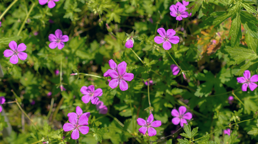 Bodziszek błotny, Geranium palustre, w naturze