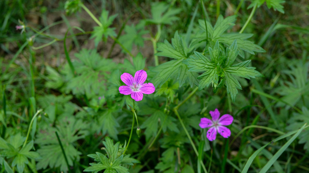 Bodziszek błotny, Geranium palustre, liście i kwiaty