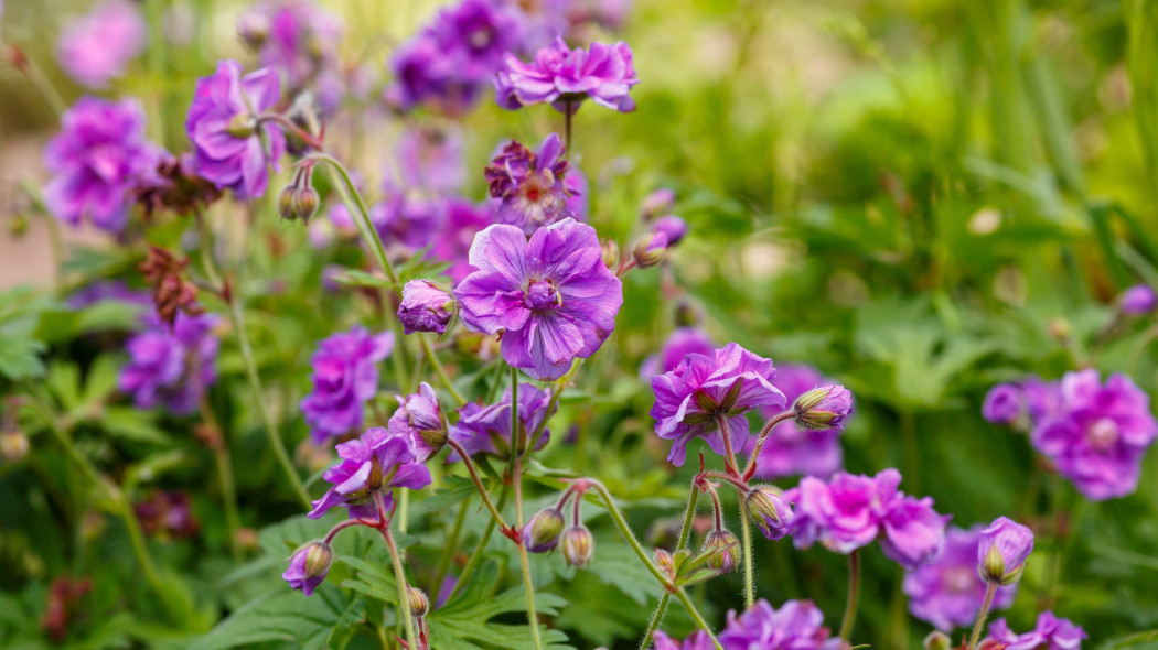 Bodziszek himalajski, Geranium himalayense