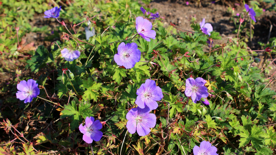 Bodziszek himalajski, Geranium himalayense