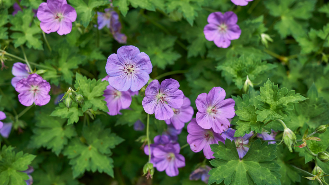 Bodziszek himalajski, Geranium himalayense