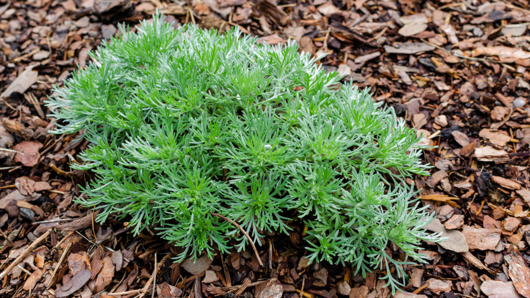 Bylica Schmidta Artemisia schmidtiana