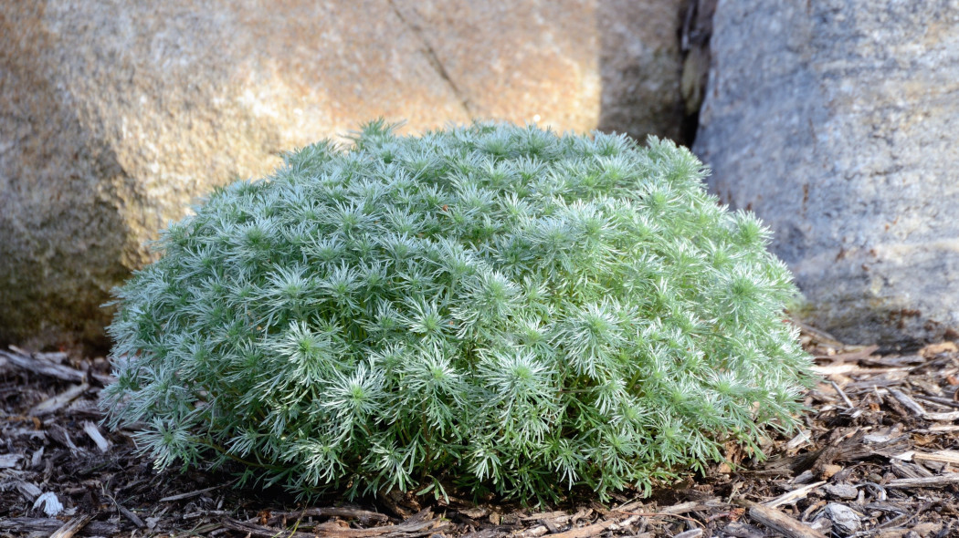 Bylica Schmidta Artemisia schmidtiana