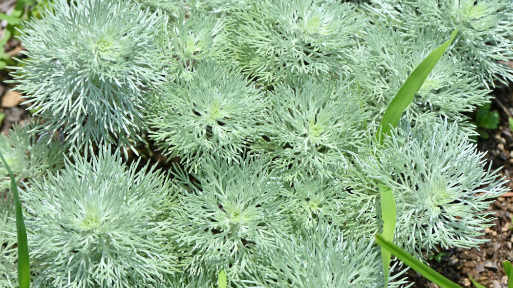 Bylica Schmidta Artemisia schmidtiana