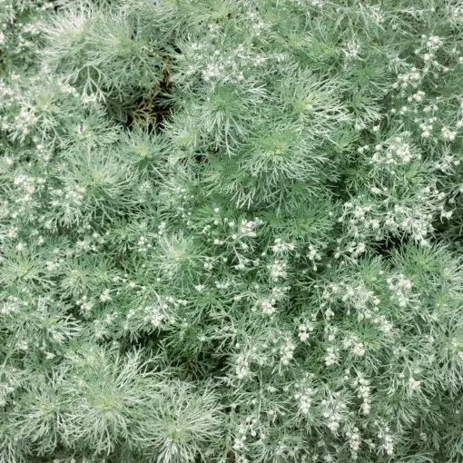 Bylica Schmidta