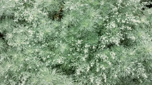 Bylica Schmidta