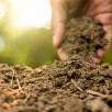 Organiczne nawożenie róż – jak i czym naturalnie zasilać krzewy, by kwitły obficie?