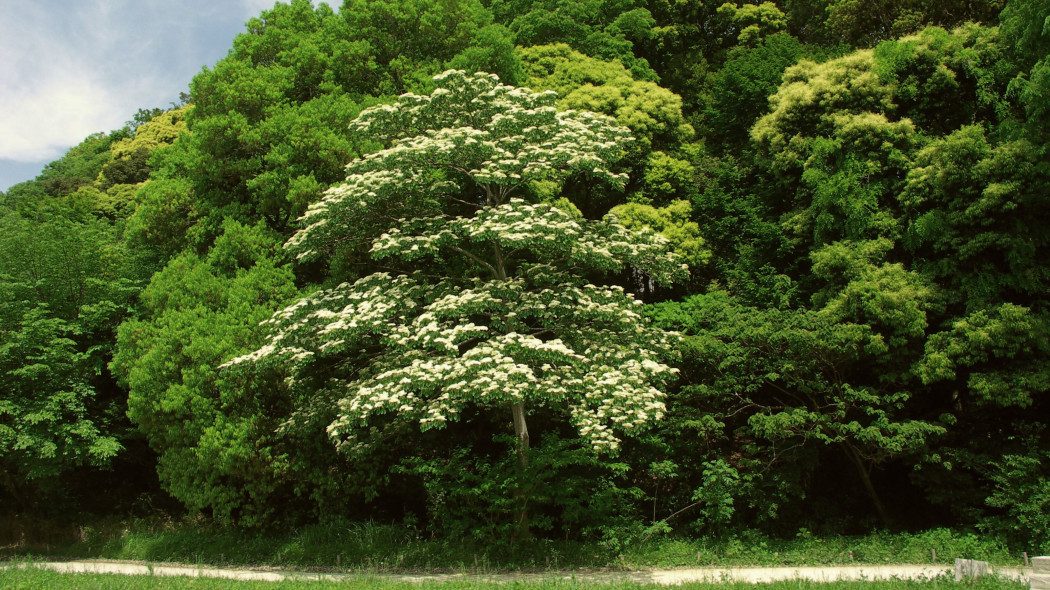 Dereń pagodowy (Cornus controversa)