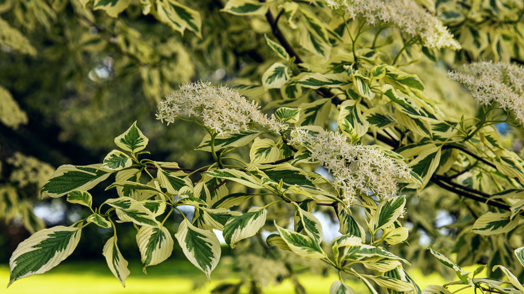 Dereń pagodowy (Cornus controversa)