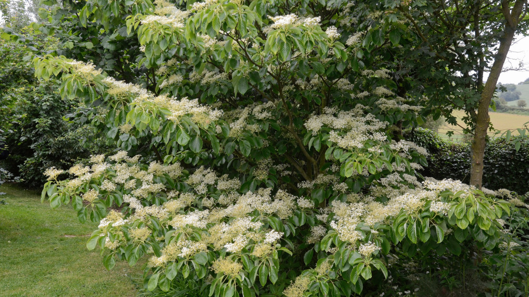 Dereń pagodowy (Cornus controversa)