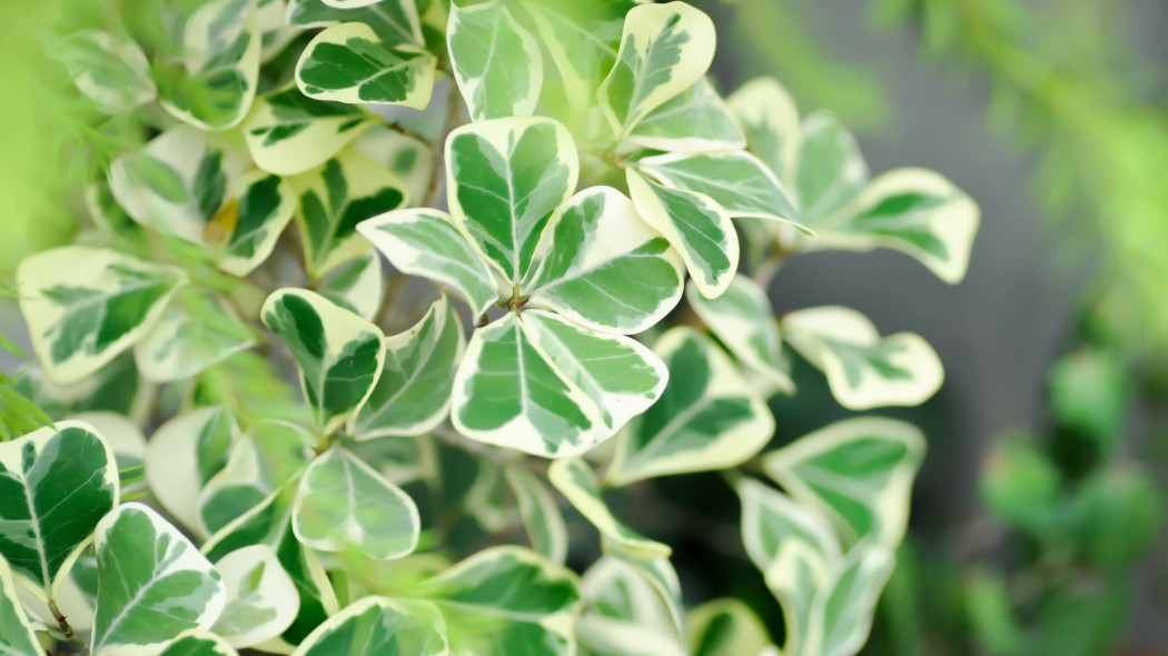 Figowiec deltolistny (Ficus deltoidea) Jack f. variegata