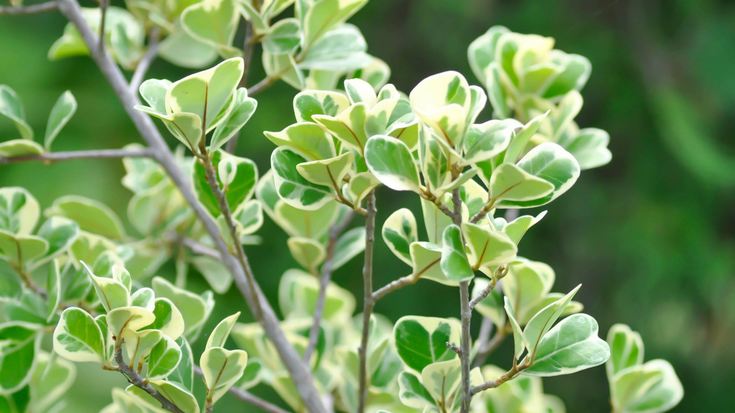 Figowiec deltolistny (Ficus deltoidea) Jack f. variegata