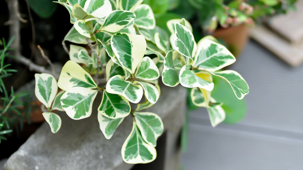 Figowiec deltolistny (Ficus deltoidea) Jack f. variegata