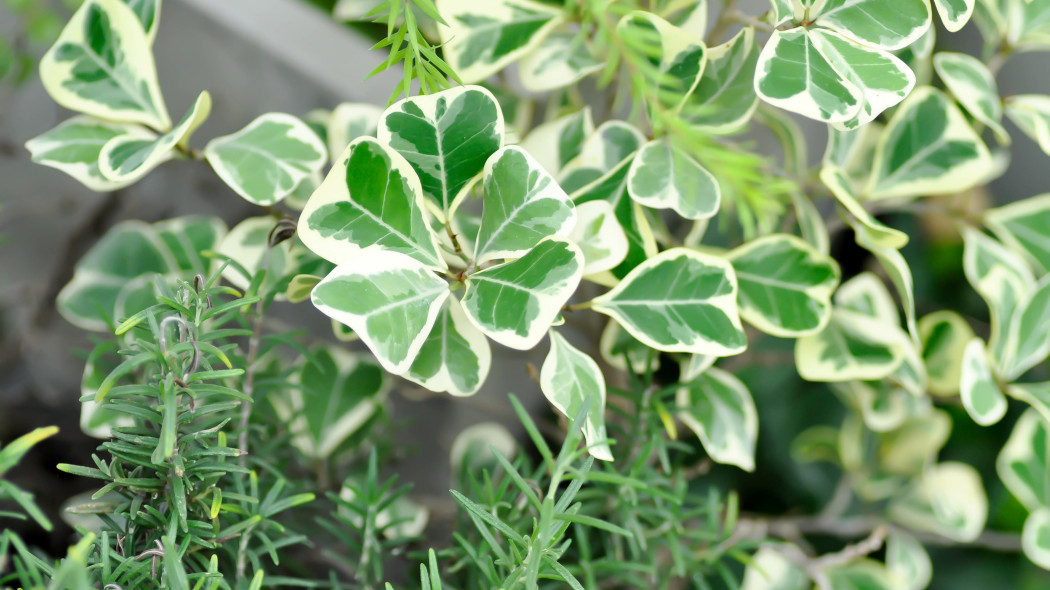 Figowiec deltolistny (Ficus deltoidea) Jack f. variegata