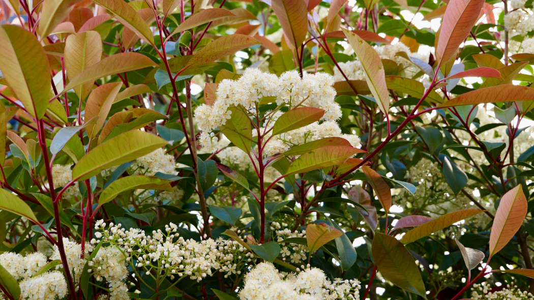 Głogownik Frasera, Photinia fraseri, kwiaty