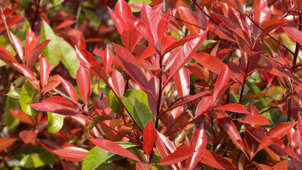 Głogownik Frasera, Photinia fraseri, Red Robin