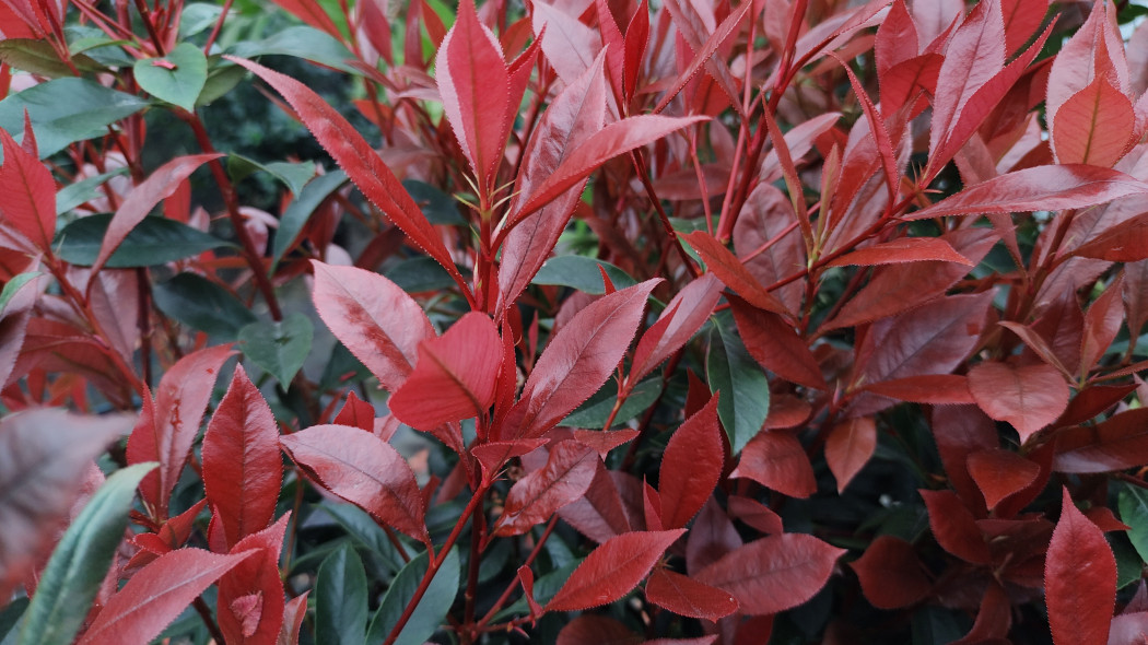 Głogownik Frasera, Photinia fraseri, Carre Rouge