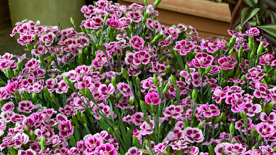 Goździk ogrodowy Dianthus caryophyllus