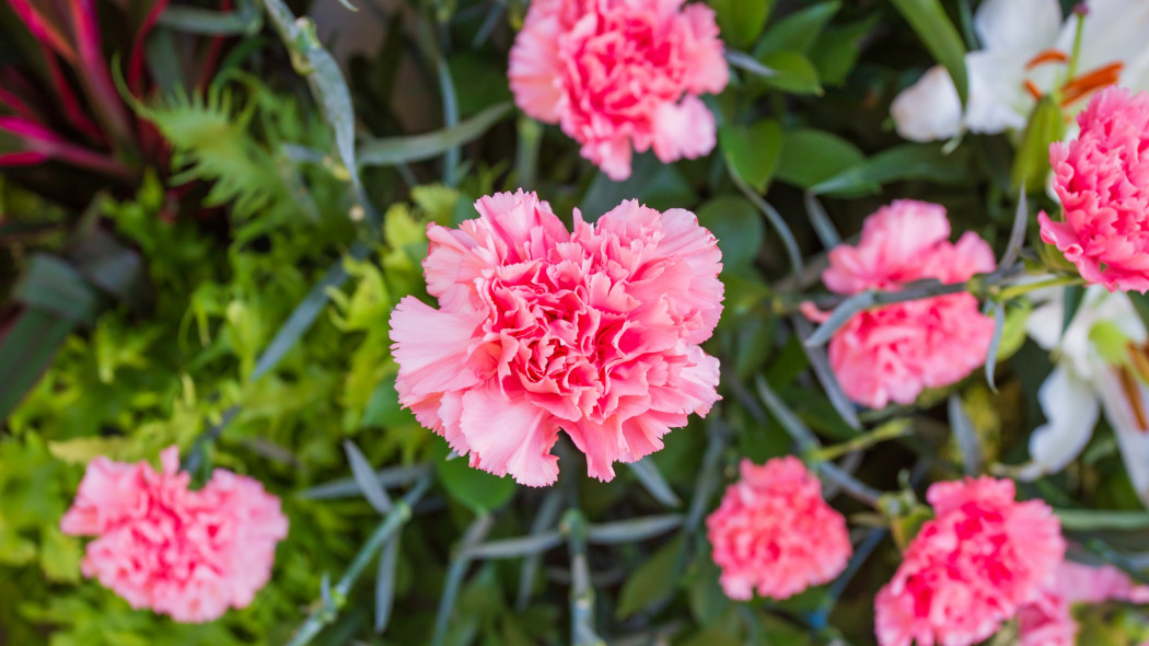 Goździk ogrodowy Dianthus caryophyllus