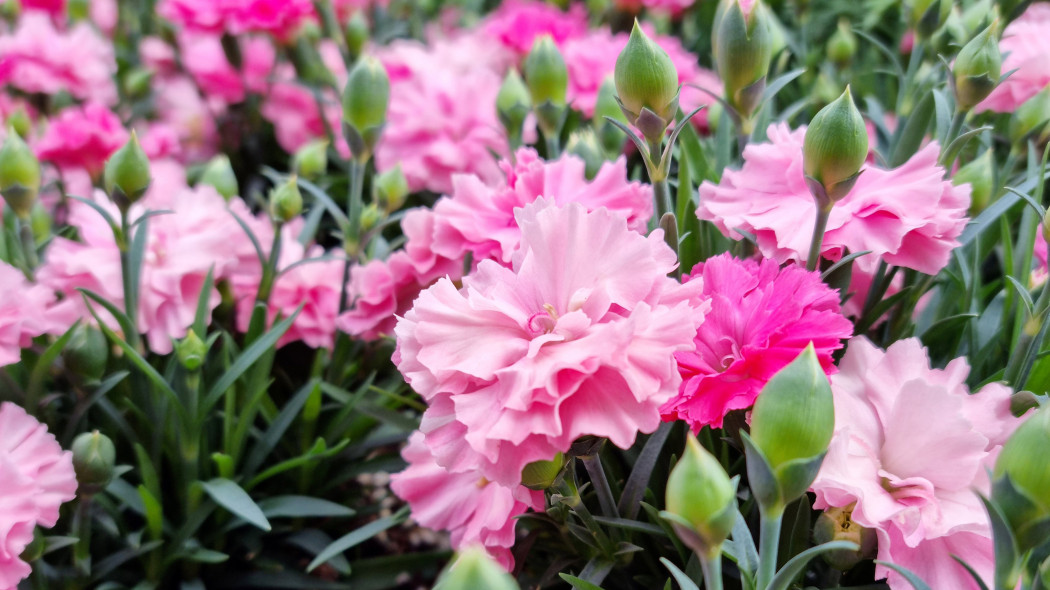 Goździk ogrodowy Dianthus caryophyllus