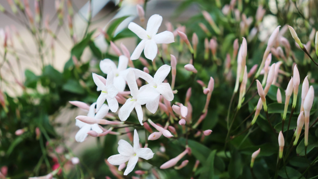 Jaśmin wielokwiatowy Jasminum polyanthum