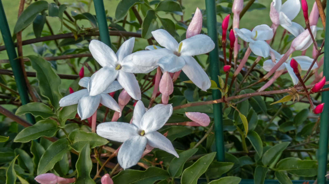 Jaśmin wielokwiatowy Jasminum polyanthum