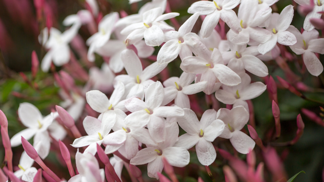 Jaśmin wielokwiatowy Jasminum polyanthum