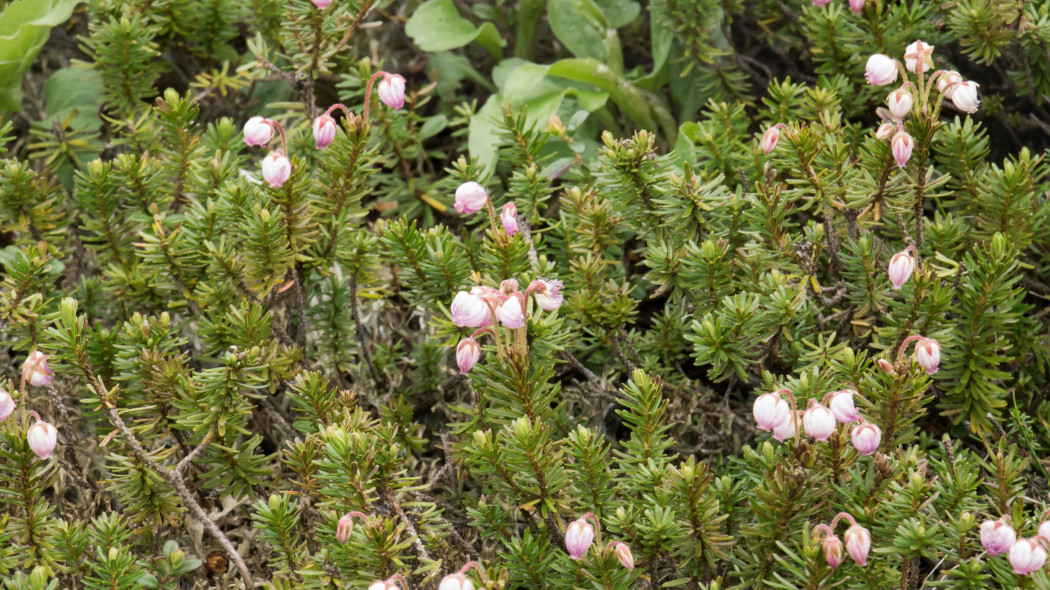 Kasjopeja widłakowata Cassiope lycopodioides