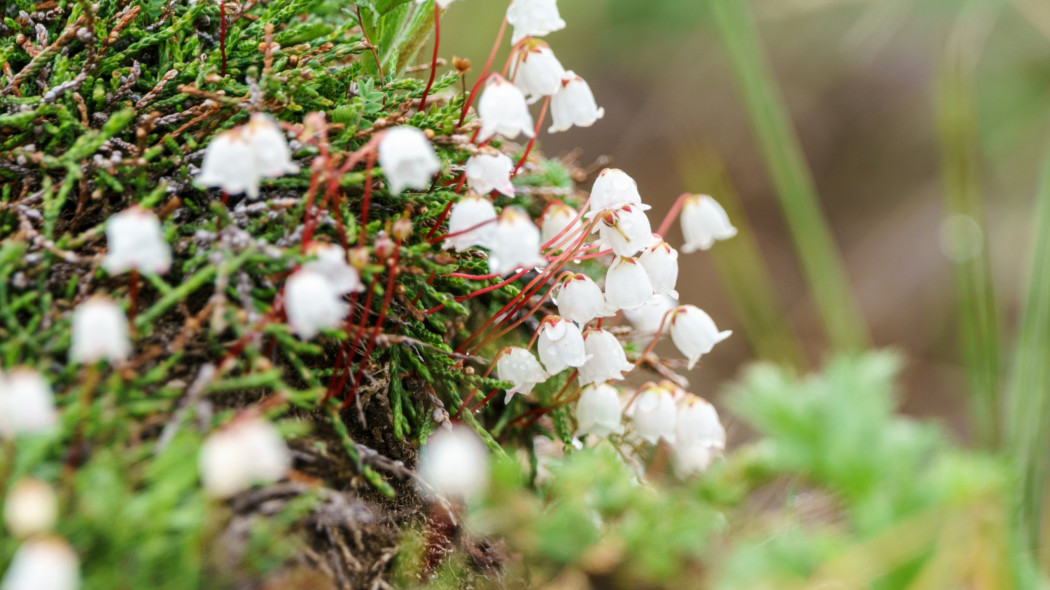 Kasjopeja widłakowata Cassiope lycopodioides