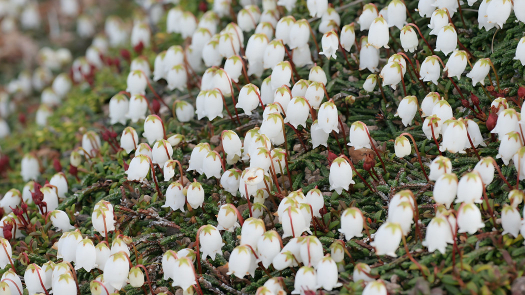 Kasjopeja widłakowata Cassiope lycopodioides