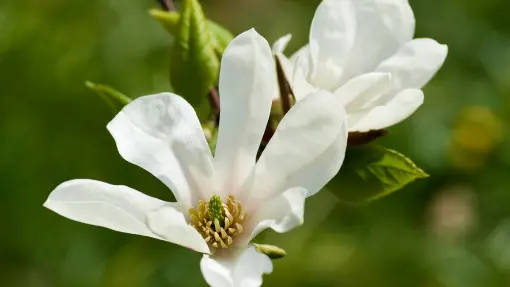 Magnolia japońska