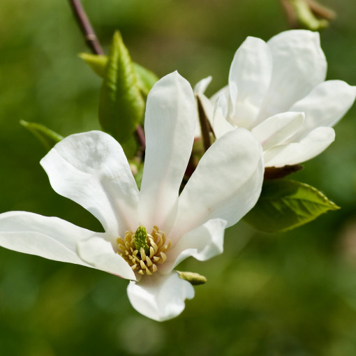 Magnolia japońska