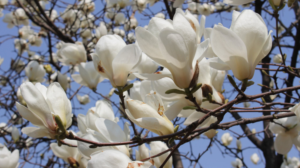 Magnolia japońska kobus