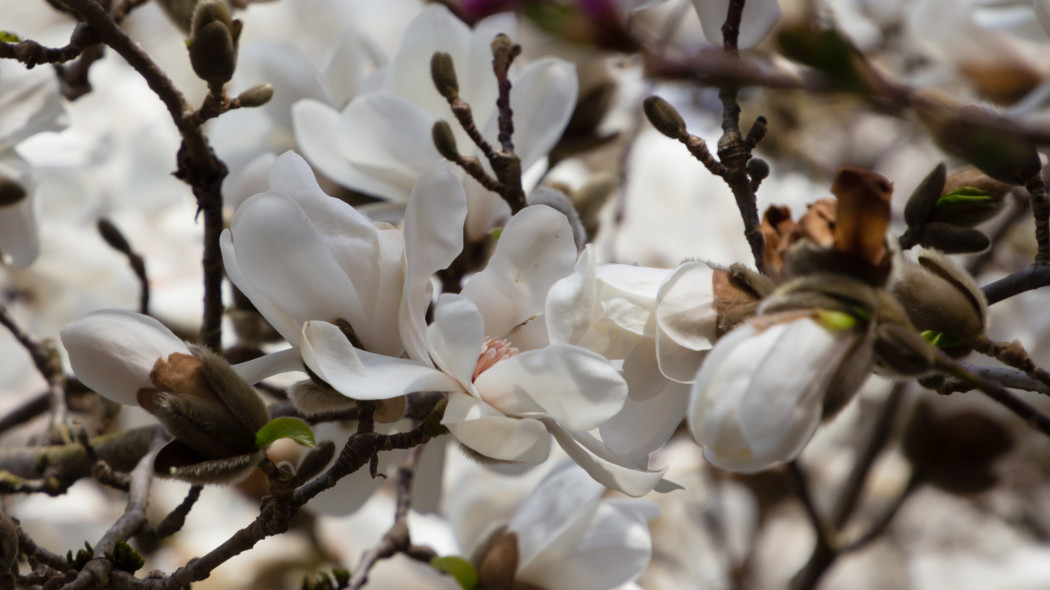 Magnolia japońska kobus