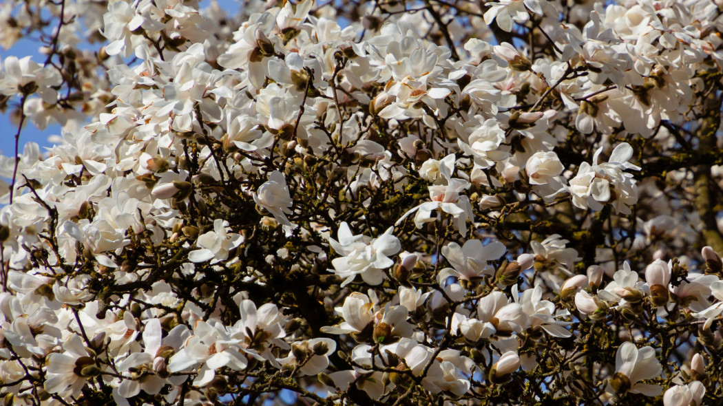 Magnolia japońska kobus