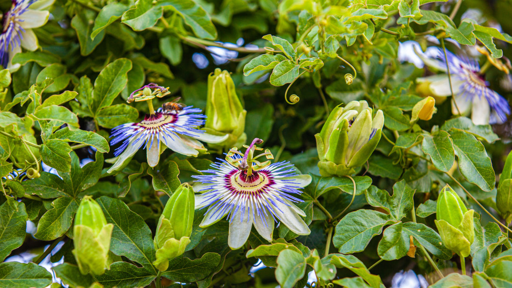 Męczennica błękitna Passiflora caerulea