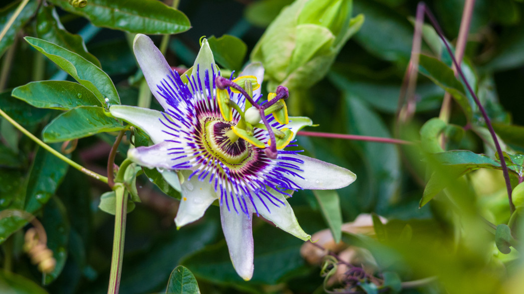 Męczennica błękitna Passiflora caerulea