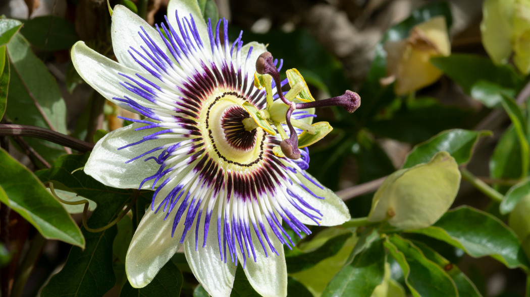 Męczennica błękitna Passiflora caerulea