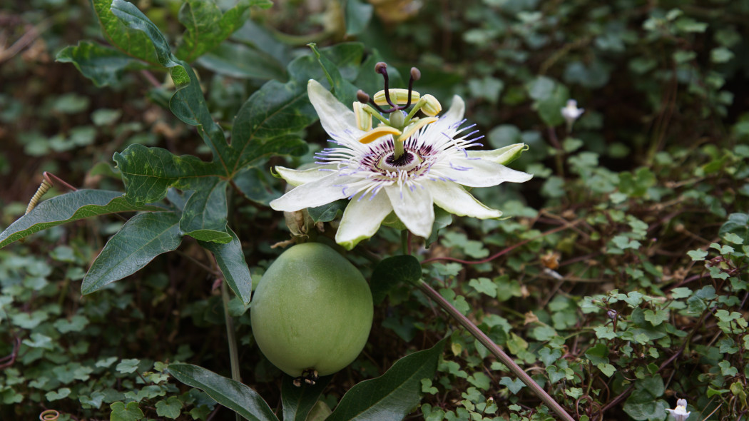 Męczennica błękitna Passiflora caerulea