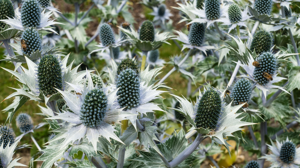 Mikołajek olbrzymi Eryngium giganteum