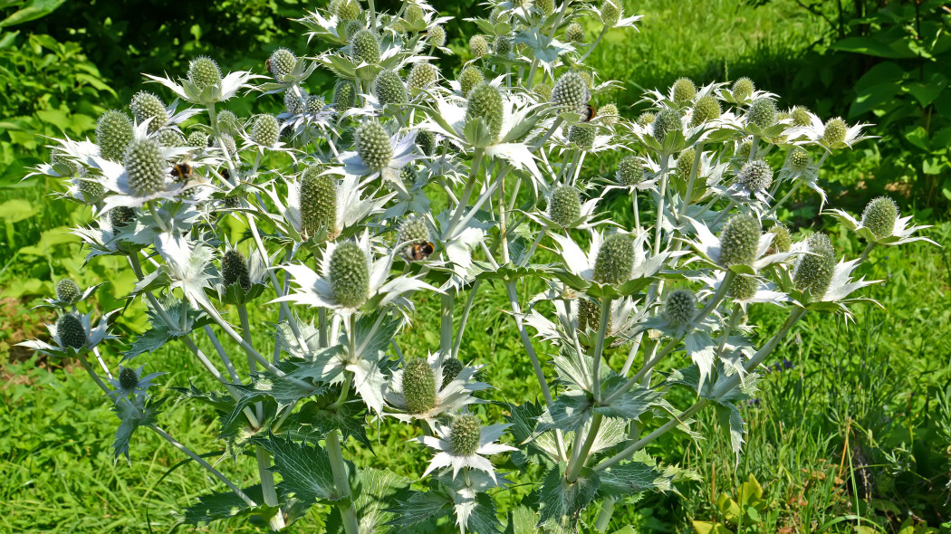 Mikołajek olbrzymi Eryngium giganteum