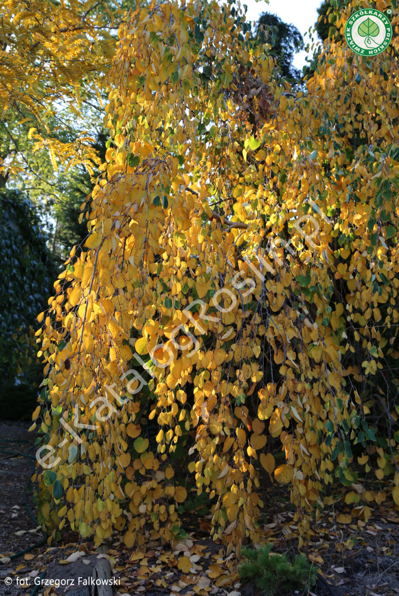 grujecznik japoński (Cercidiphyllum japonicum) 'Pendulum' w ogrodzie jesienią