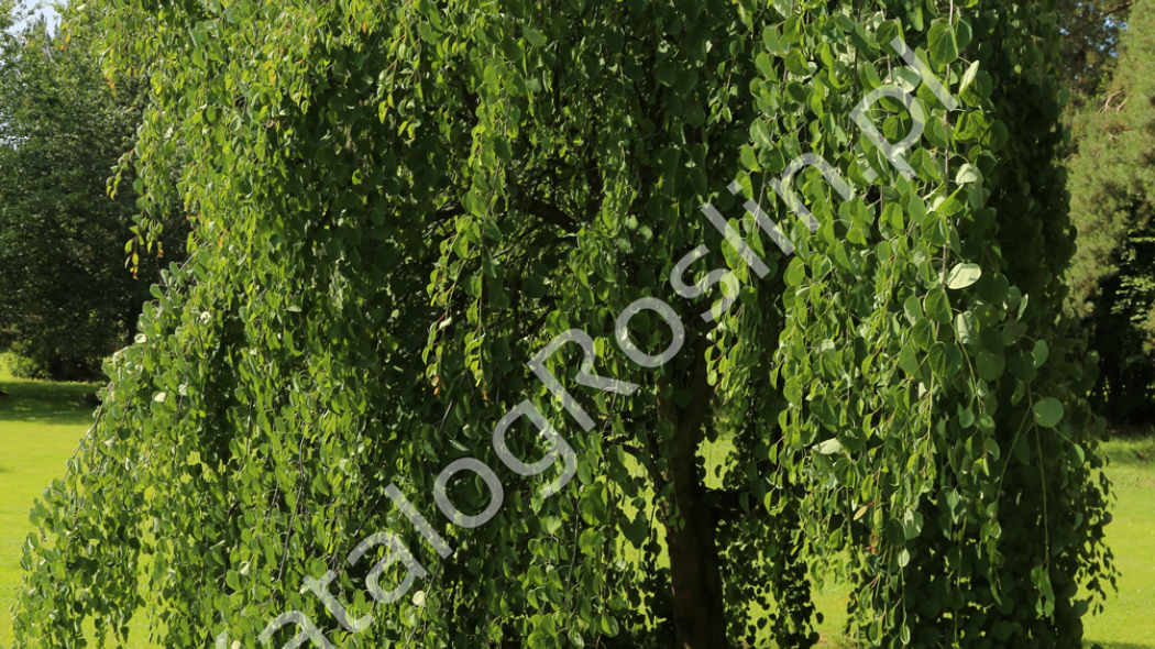 grujecznik japonski )Cercidiphyllum japonicum) 'Pendulum' Fot. Grzegorz Falkowski ZSzP