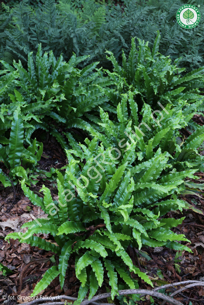 języcznik zwyczajny (Asplenium scolopendrium) w ogrodzie na rabacie