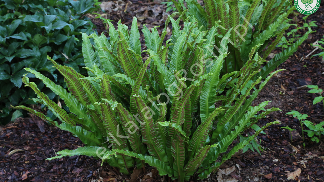 języcznik zwyczajny (Asplenium scolopendrium) w ogrodzie