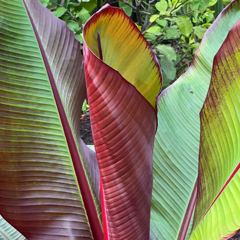 czerwono-zielone liście banana Ensete ventricosum ‘Maurelii’