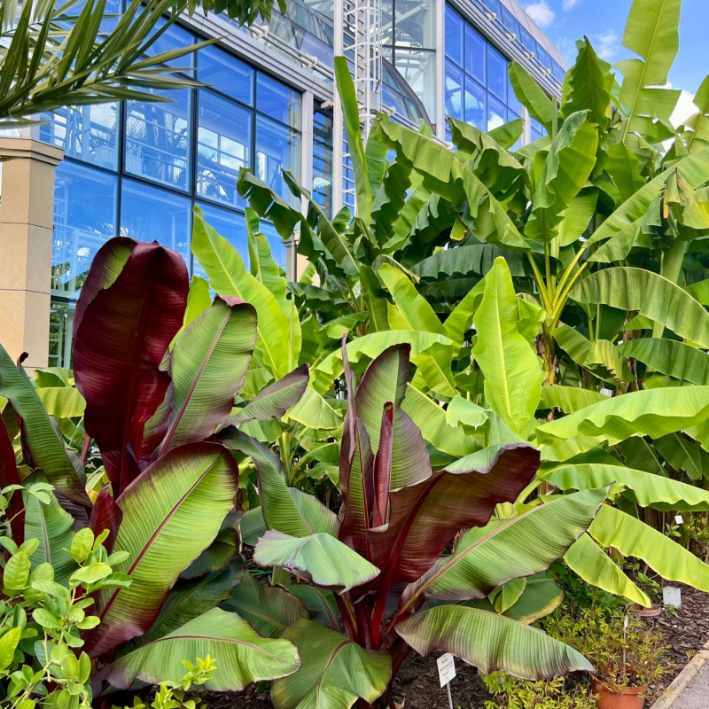 banany w Ogrodzie
Botanicznym Uniwersytetu
Jagiellońskiego
w Krakowie